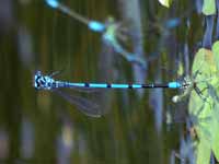 Agrion jouvencelle (Coenagrion puella)