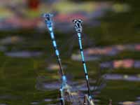 Agrion jouvencelle (Coenagrion puella)