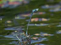 Agrion jouvencelle (Coenagrion puella)