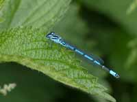 Agrion jouvencelle (Coenagrion puella)