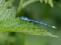 Agrion jouvencelle (Coenagrion puella)