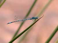 Agrion jouvencelle (Coenagrion puella)