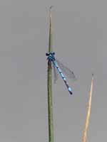 Agrion jouvencelle (Coenagrion puella)