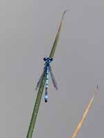 Agrion jouvencelle (Coenagrion puella)