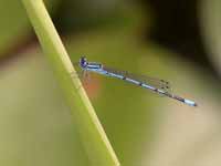 Agrion jouvencelle (Coenagrion puella)