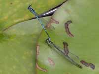 Agrion jouvencelle (Coenagrion puella)