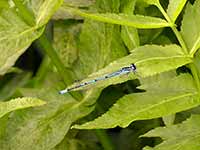 Agrion jouvencelle (Coenagrion puella)