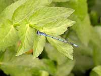 Agrion jouvencelle (Coenagrion puella)