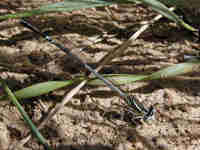 Agrion à larges pattes (Platycnemis pennipes)