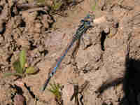 Agrion à larges pattes (Platycnemis pennipes)