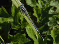 Agrion à larges pattes (Platycnemis pennipes)