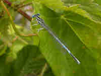 Agrion à larges pattes (Platycnemis pennipes)