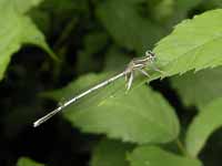 Agrion à larges pattes (Platycnemis pennipes)