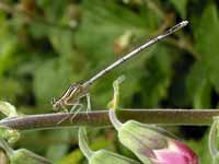 Agrion à larges pattes (Platycnemis pennipes)