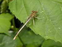 Agrion à larges pattes (Platycnemis pennipes)