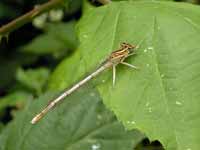 Agrion à larges pattes (Platycnemis pennipes)