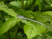 Agrion à larges pattes (Platycnemis pennipes)