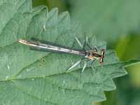 Agrion à larges pattes (Platycnemis pennipes)