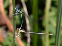 Agrion à larges pattes (Platycnemis pennipes)