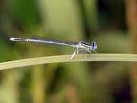 Agrion à larges pattes (Platycnemis pennipes)