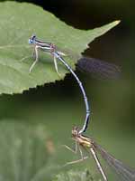 Agrion à larges pattes (Platycnemis pennipes)