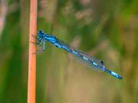 Agrion de Mercure (Coenagrion mercuriale)