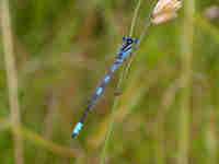 Agrion mignon (Coenagrion scitulum)