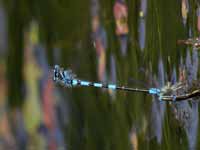 Agrion mignon (Coenagrion scitulum)