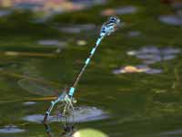 Agrion mignon (Coenagrion scitulum)