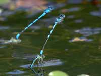 Agrion mignon (Coenagrion scitulum)