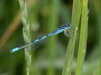 Agrion mignon (Coenagrion scitulum)