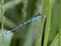 Agrion mignon (Coenagrion scitulum)