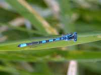 Agrion mignon (Coenagrion scitulum)