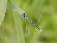 Agrion mignon (Coenagrion scitulum)