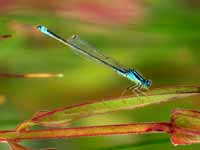 Agrion nain (Ischnura pumilio)