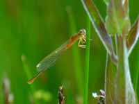 Agrion nain (Ischnura pumilio)