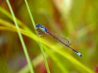 Agrion nain (Ischnura pumilio)