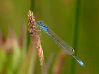 Agrion nain (Ischnura pumilio)