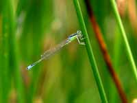 Agrion nain (Ischnura pumilio)