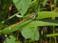 Agrion orangé (Platycnemis acutipennis)