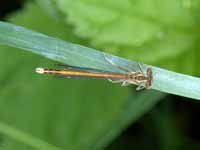 Agrion orangé (Platycnemis acutipennis)