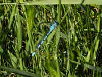 Agrion porte-coupe (Enallagma cyathigerum)