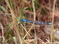 Agrion porte-coupe (Enallagma cyathigerum)