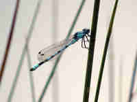 Agrion porte-coupe (Enallagma cyathigerum)