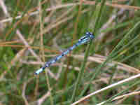 Agrion porte-coupe (Enallagma cyathigerum)