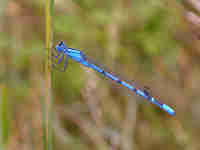 Agrion porte-coupe (Enallagma cyathigerum)