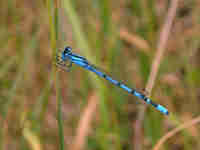 Agrion porte-coupe (Enallagma cyathigerum)