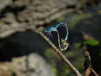 Agrion porte-coupe (Enallagma cyathigerum)