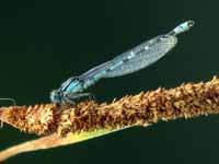 Agrion porte-coupe (Enallagma cyathigerum)