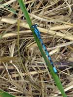 Agrion porte-coupe (Enallagma cyathigerum)